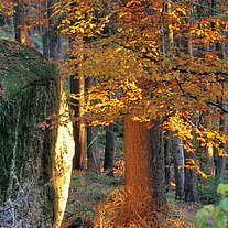 Herbstbaum mit Felsen