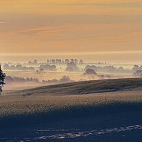Morgennebel über Rapsfeldern