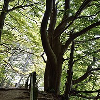 Buchenwald oberhalb der Klippen