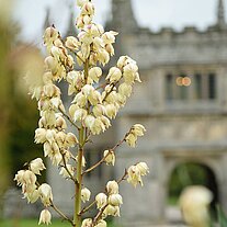 Pflanze im Vordergrund