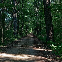 Radweg im Wald zwischen den Seen