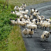 Schafe angriffsslustig auf der Strasse