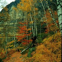 Felswand Beckstein und Herbstwald