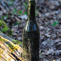 Bierflasche auf Baumresten