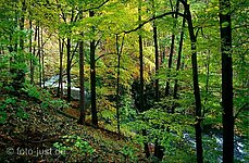 Bäume an der Bode Bäume an der Bode