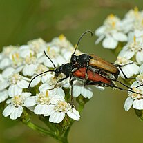 kopulierende Käfer auf Schafgarbe
