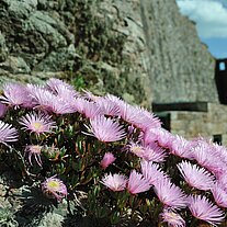 Blumen auf dem Fels mit Burg