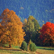 Herbstbäume am Annaberg