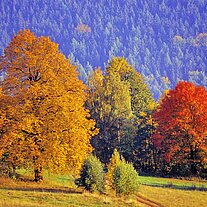 Herbstbäume am Annaberg