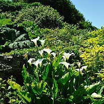 Trompetenblumen im Garten des Jaques Prévert