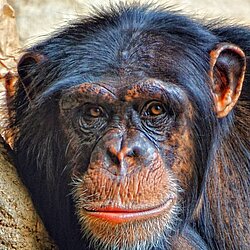 Schimpanse