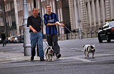 Zwei Iren führen Ihre Pitbulls aus