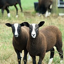 2 schwarzbraune Schafe
