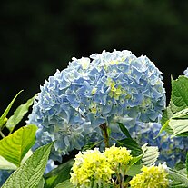 blaue Hortensien