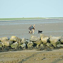 Paar geht mit Hund im Watt