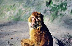 Berberaffe ( Macaca sylvanus )