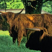 Highland Cattle Bulle