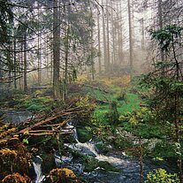 kleine Ohe auf dem Weg zum Lusen