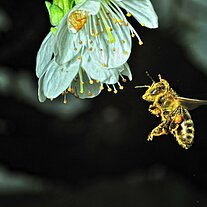 Biene im Anflug im Blütenstaubkleid