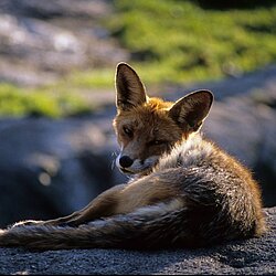 Rotfuchs ( Vulpes vulpes )
