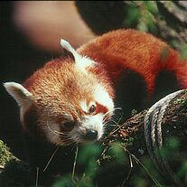 kleiner Panda ( Ailurus fulgens )