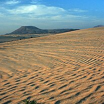Wüste mit Bergen und Pflanze